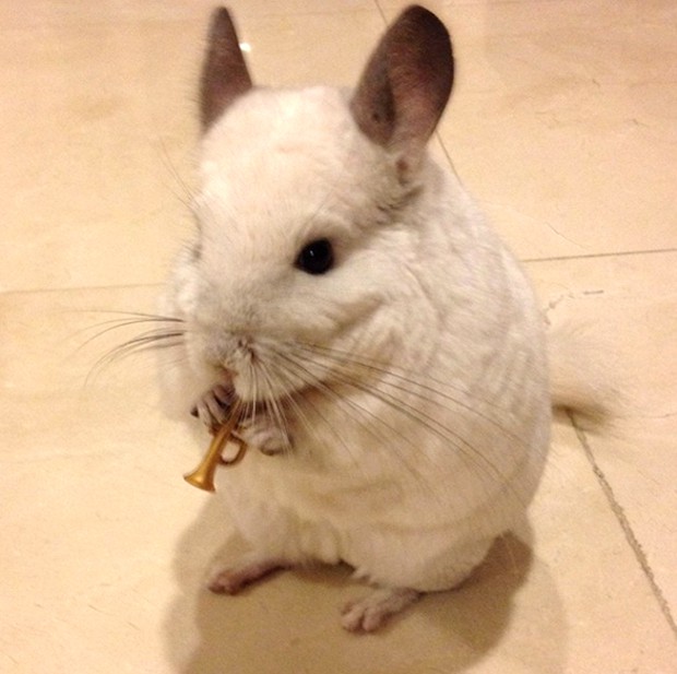 chinchilla-japonesa-japonshop05.jpg