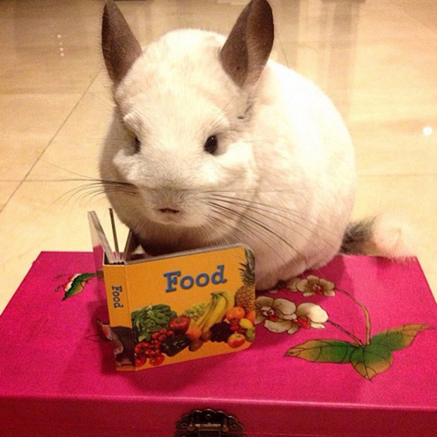 chinchilla-japonesa-japonshop06.jpg
