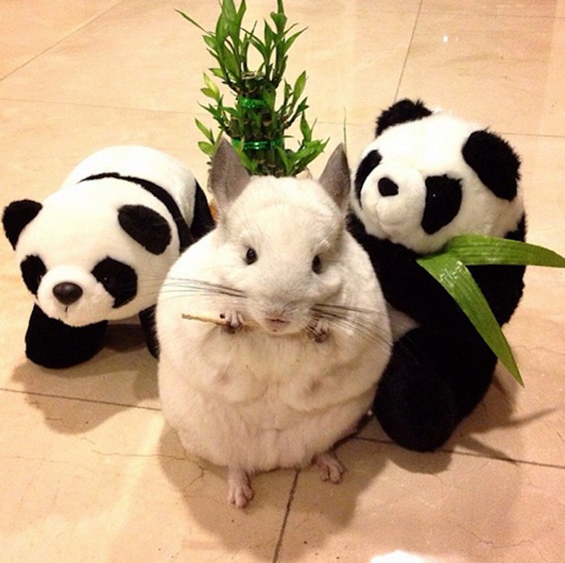 chinchilla-japonesa-japonshop07.jpg