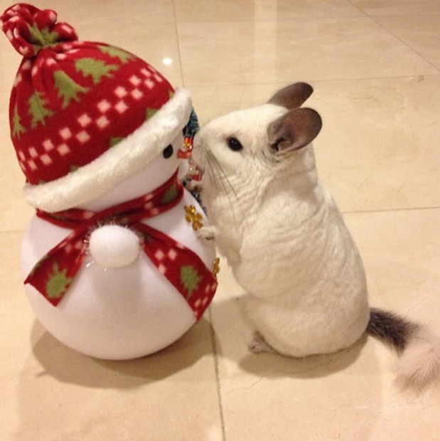 chinchilla-japonesa-japonshop08-619x620.jpg