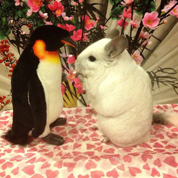 chinchilla-japonesa-japonshop09.jpg