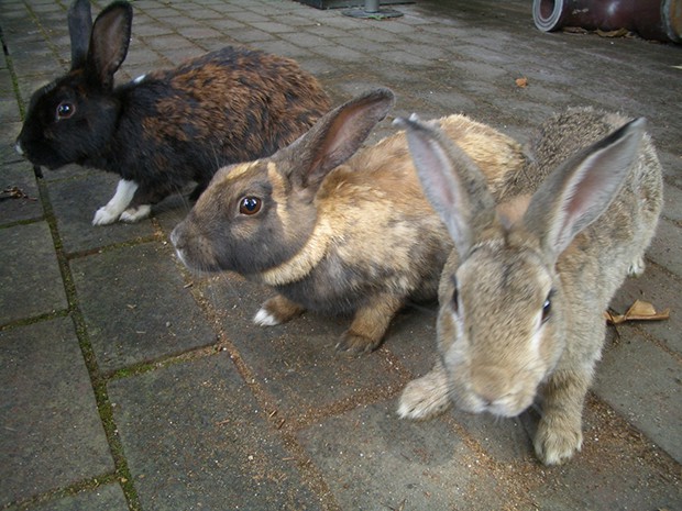la-isla-de-los-conejos-Okunoshima-japonshop010.jpg