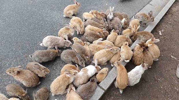la-isla-de-los-conejos-Okunoshima-japonshop02.jpg