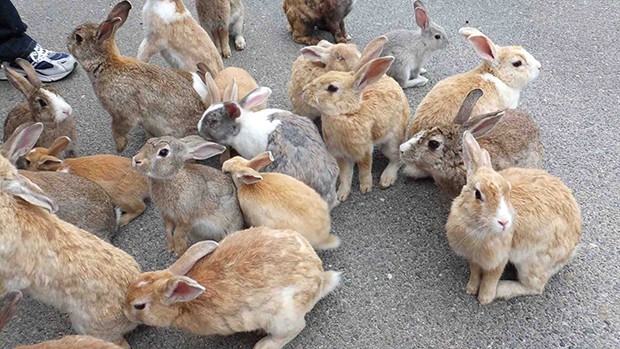 la-isla-de-los-conejos-Okunoshima-japonshop03.jpg