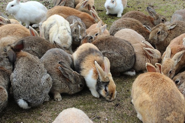 la-isla-de-los-conejos-Okunoshima-japonshop05.jpg