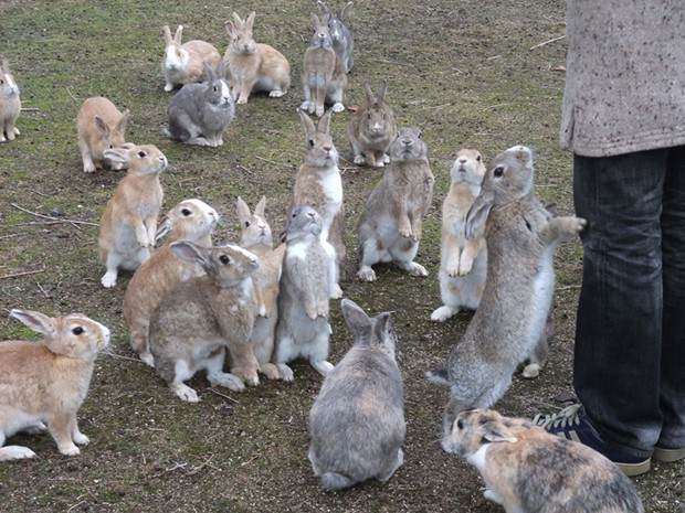 la-isla-de-los-conejos-Okunoshima-japonshop06.jpg