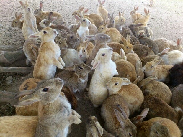 la-isla-de-los-conejos-Okunoshima-japonshop07.jpg