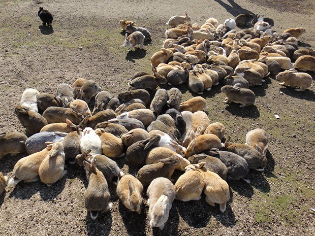 la-isla-de-los-conejos-Okunoshima-japonshop08.jpg