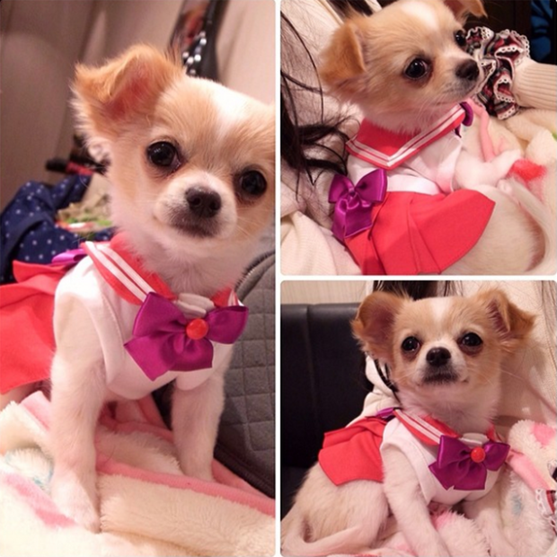 cosplay-sailor-moon-perros-japon-japonshop03.png