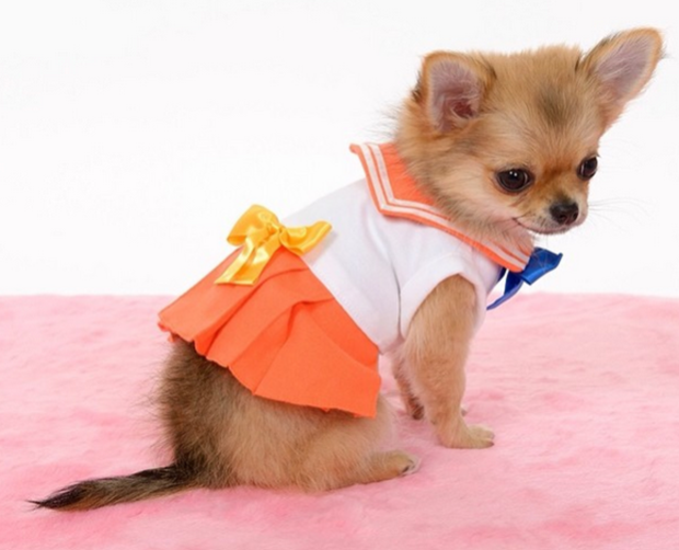 cosplay-sailor-moon-perros-japon-japonshop04.png