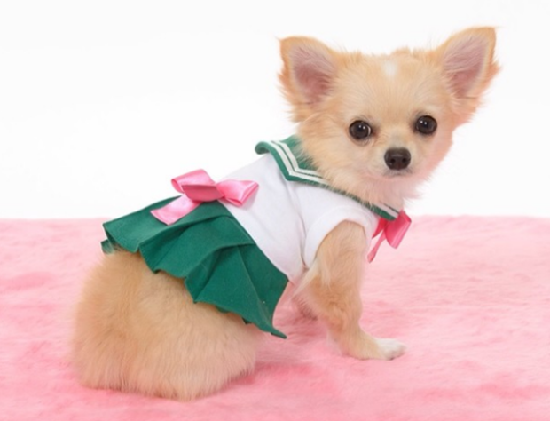 cosplay-sailor-moon-perros-japon-japonshop05.png