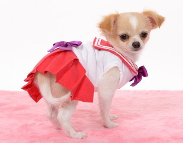 cosplay-sailor-moon-perros-japon-japonshop06.png