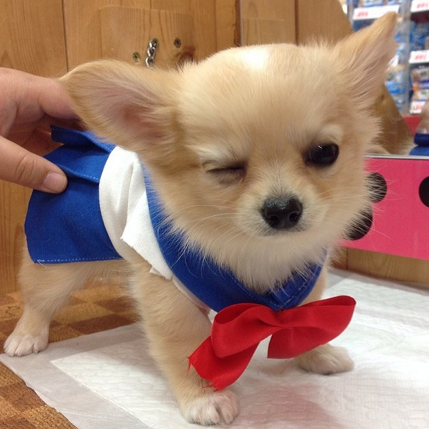 cosplay-sailor-moon-perros-japon-japonshop08.png