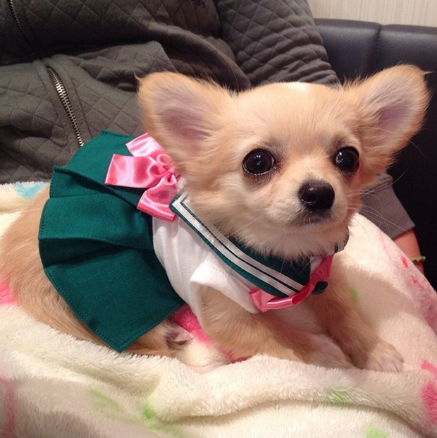 cosplay-sailor-moon-perros-japon-japonshop09.png