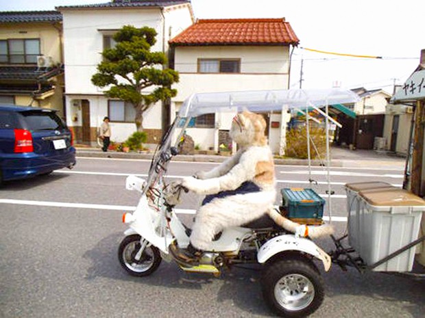 gato-japon-vendedor-boniatos-japonshop02.jpg