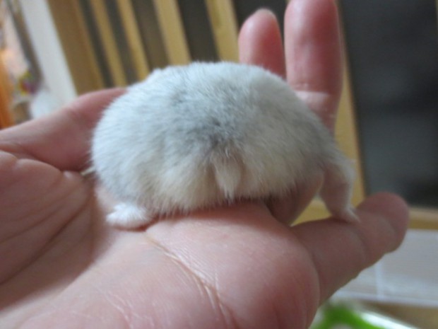 culo-hamster-japon-japonshop.jpg