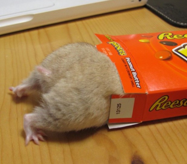 culo-hamster-japon-japonshop01.jpg