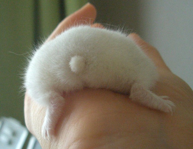culo-hamster-japon-japonshop010.jpg