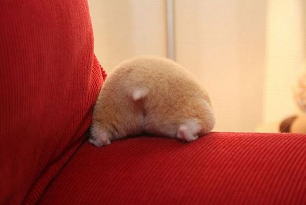 culo-hamster-japon-japonshop012.jpg
