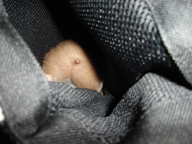 culo-hamster-japon-japonshop02.jpg