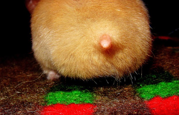 culo-hamster-japon-japonshop03.jpg