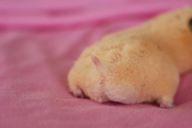 culo-hamster-japon-japonshop04.jpg