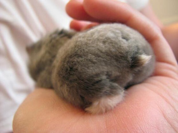 culo-hamster-japon-japonshop06.jpg