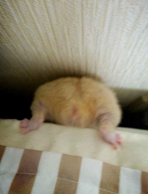 culo-hamster-japon-japonshop07.jpg