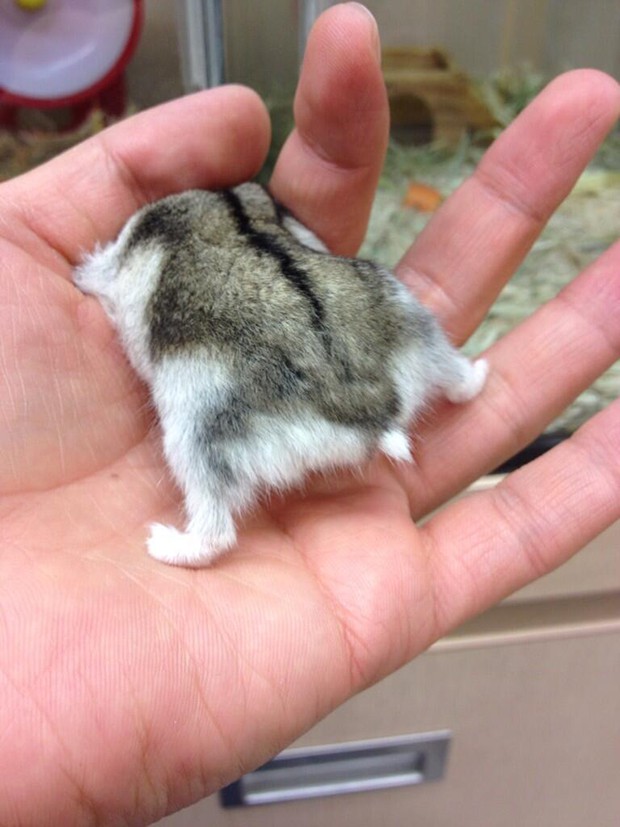 culo-hamster-japon-japonshop08.jpg