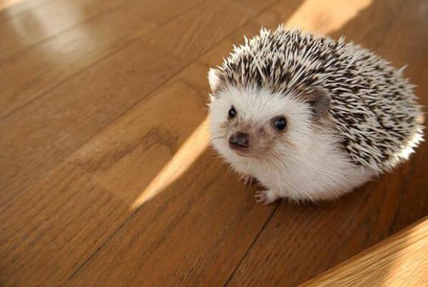 marutaro-erizo-pigmeo-famoso-japon-japonshop.jpg