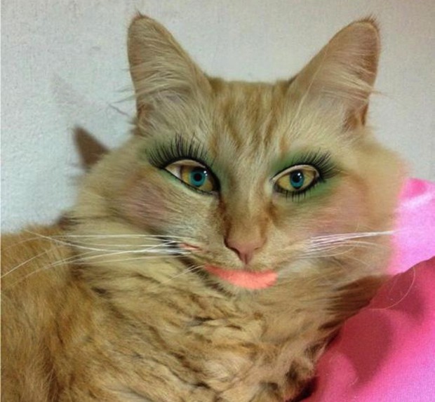 perros-gatos-maquillados-japon-japonshop011.jpg