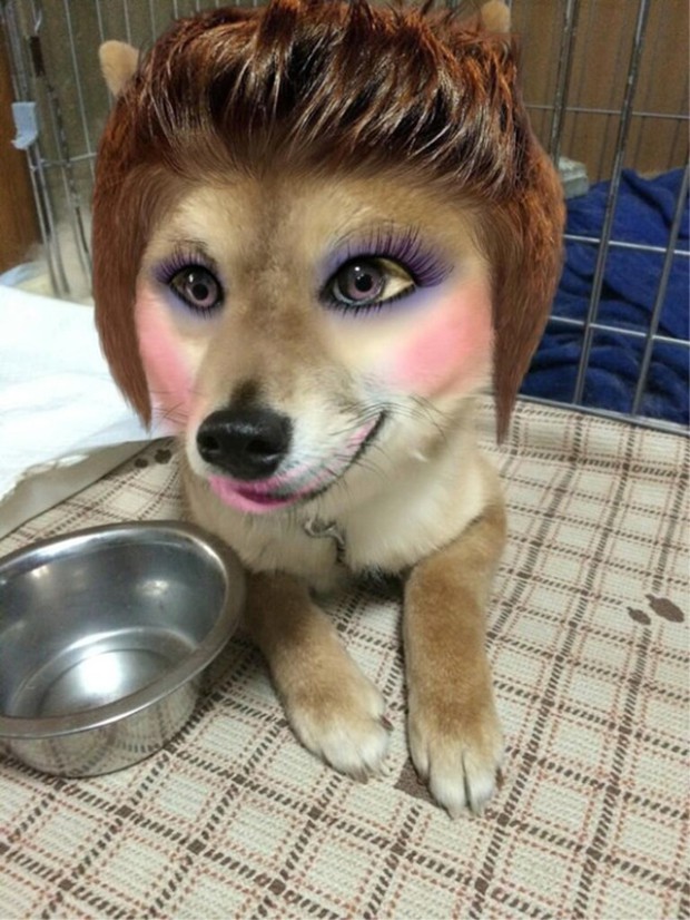 perros-gatos-maquillados-japon-japonshop03.jpg