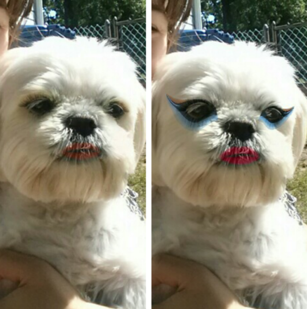 perros-gatos-maquillados-japon-japonshop04.png