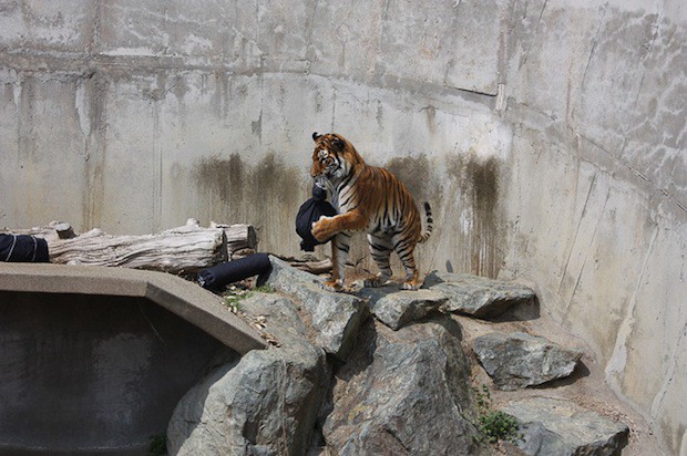 jeans-zoo-animals-japon-japonshop010.jpg