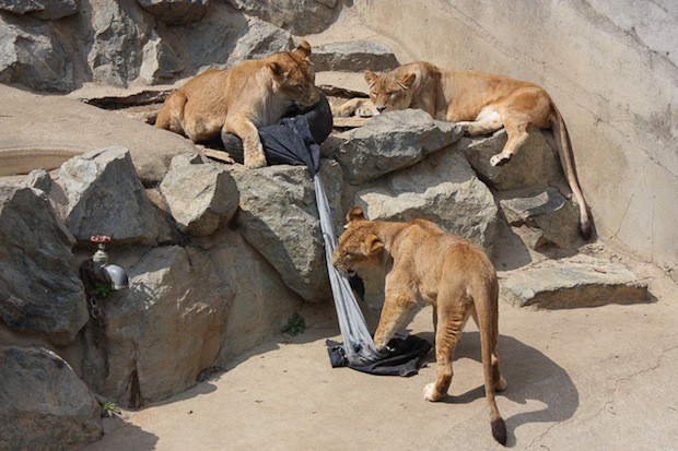 jeans-zoo-animals-japon-japonshop02.jpg