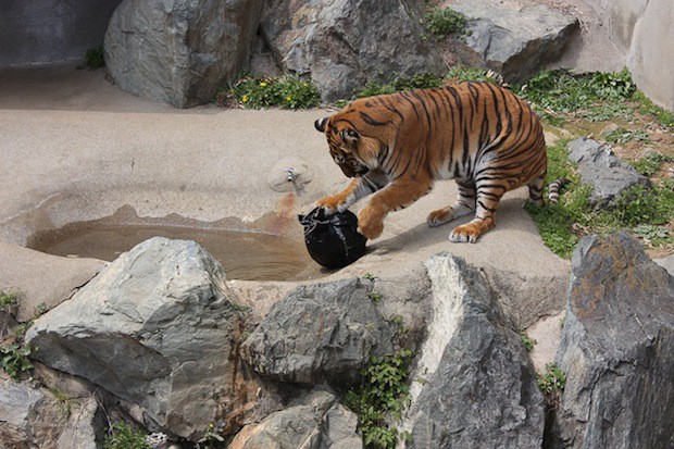 jeans-zoo-animals-japon-japonshop031.jpg