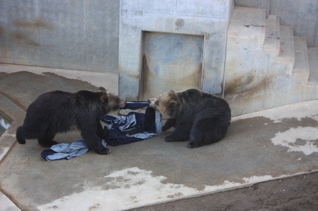 jeans-zoo-animals-japon-japonshop05.jpg