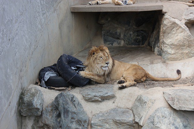 jeans-zoo-animals-japon-japonshop06.jpg