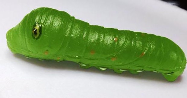 orugas-gominola-japon-japonshop014.jpg