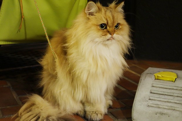 hombre-gato-tokyo-japonshop04.jpg