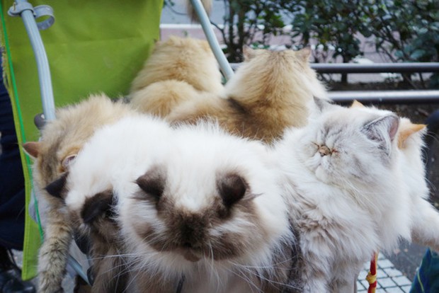 hombre-gato-tokyo-japonshop08.jpg