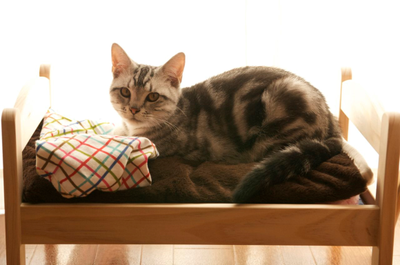 gato-cama-ikea03.png