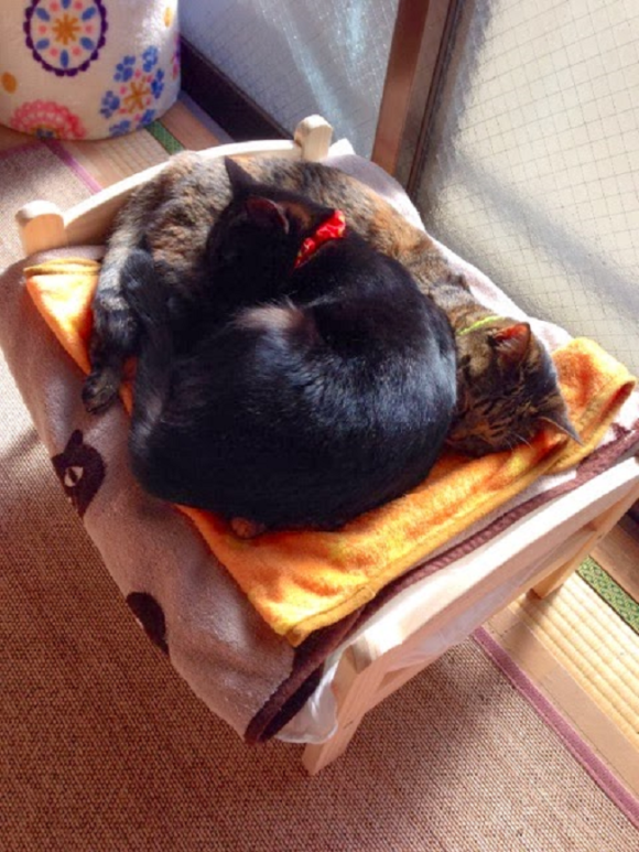 gato-cama-ikea05.png