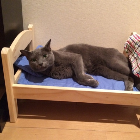 gato-cama-ikea07.png