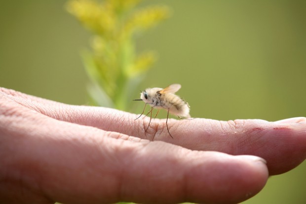 insecto-kawaii-japonshop-620x413.jpg