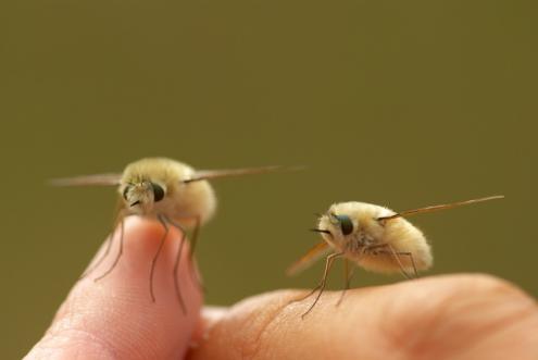 insecto-kawaii-japonshop02.jpg