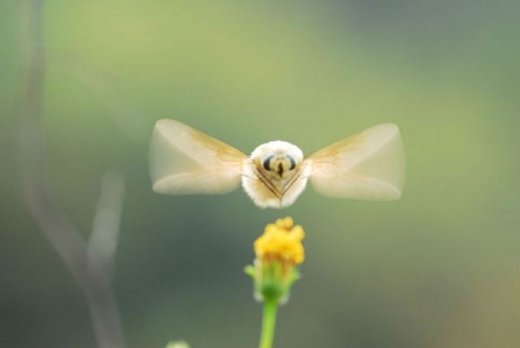 insecto-kawaii-japonshop03.jpg