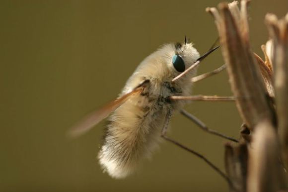 insecto-kawaii-japonshop05.jpg