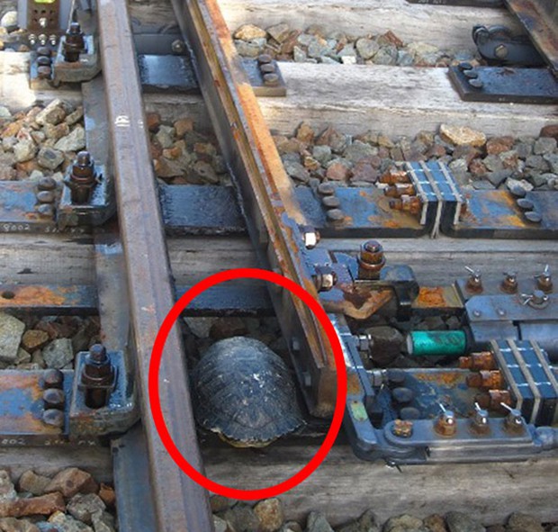 turtle-tunnel-train-track-safety-japan-railways-2.jpg
