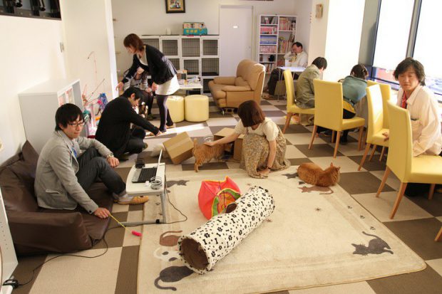 cat-cafe-tokyo.original.x-620x413.jpg